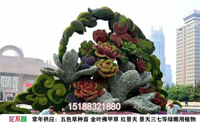 五色草種植成品照