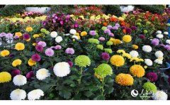 大地景觀燈光夜游設計指南：打造沉浸式夜間體