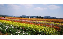 低成本花海施工技術：7大核心步驟實現(xiàn)景觀與成