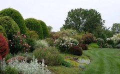 飛燕草宿根花卉栽培方法｜花期延長與抗逆管理