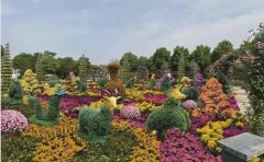 菊花花海設(shè)計(jì)施工全攻略 | 專業(yè)景觀解決方案