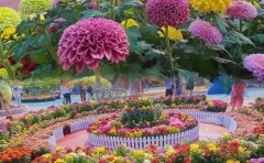 菊花花海種苗批發(fā)｜優(yōu)質(zhì)種源供應(yīng)與技術(shù)服務(wù)體