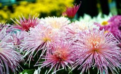 婚慶場(chǎng)地菊花花海布置 | 專業(yè)婚禮場(chǎng)景定制