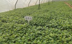 國慶菊種苗基地｜專業(yè)種源生產(chǎn)與供應體系