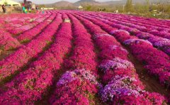 國慶菊種苗批發(fā) | 優(yōu)質(zhì)種苗基地直供