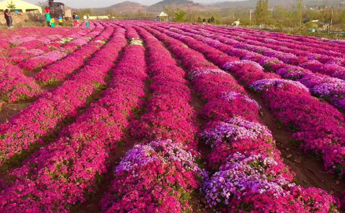 國慶菊種苗開花實(shí)景圖