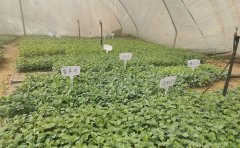 國(guó)慶菊種苗價(jià)格｜2024年品種報(bào)價(jià)與采購(gòu)指南