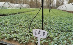 國(guó)慶菊扦插苗培育指南 | 專業(yè)種苗供應(yīng)