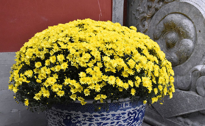 開花的盆栽國慶菊種苗
