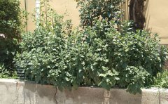 國(guó)慶菊分根苗優(yōu)缺點(diǎn)全解析|專業(yè)種苗培育指南