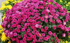 為什么我們專業(yè)供應(yīng)國(guó)慶菊扦插種苗