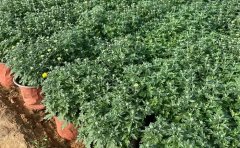 花海景觀專用國(guó)慶菊苗批發(fā)｜優(yōu)質(zhì)種苗供應(yīng)