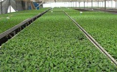 觀賞菊種苗養(yǎng)護全攻略：7個關(guān)鍵步驟讓花開更艷