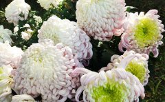 園林綠化觀賞菊種苗選購指南與養(yǎng)護技巧