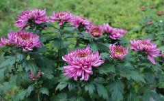 庭院種植觀賞菊種苗指南：選種、種植與養(yǎng)護全