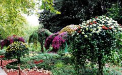 精品觀賞菊種苗基地直銷-優(yōu)質(zhì)菊花苗批發(fā)