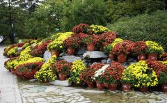 國慶菊/九月菊種苗批發(fā)指南 - 優(yōu)質(zhì)種苗基地直供