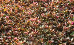 五色草種苗哪里買？