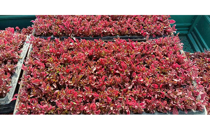 線上線下五色草種苗采購場(chǎng)景對(duì)比圖解