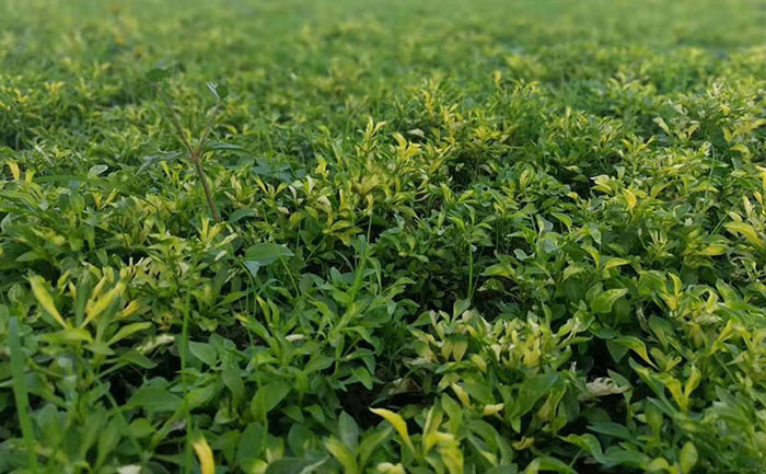 品種價格對比可視化圖表 2024五色草種苗價格趨勢分析圖