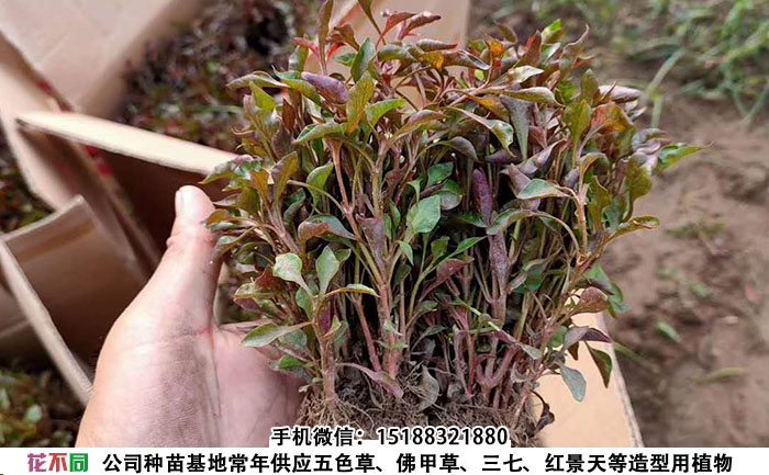 五色草種苗近三年價格波動曲線與影響因素分析圖