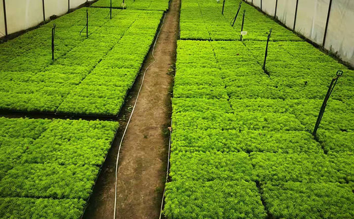 五色草種苗批發(fā)市場交易實景與議價技巧圖解