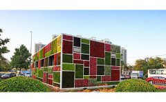 五色草種苗生產(chǎn)基地價格表