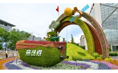 市政工程五色草種苗選購指南|用苗標(biāo)準(zhǔn)與施工規(guī)