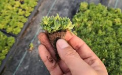 矮生五色草種苗價格_生產(chǎn)基地直供