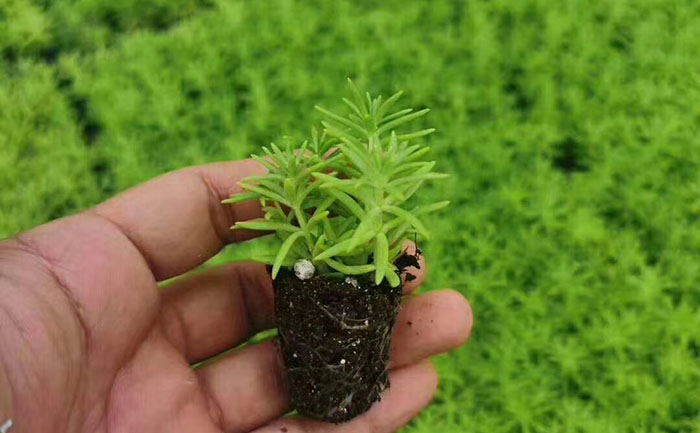 花不同園藝五色草種苗ISO9001質(zhì)量認證標(biāo)識
