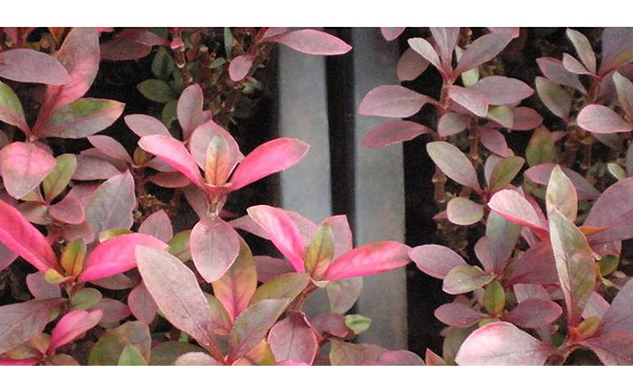 五色草種苗常見病害癥狀對比圖譜(花不同園藝獨(dú)家檢測標(biāo)準(zhǔn))
