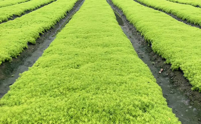 佛甲草種子活化處理工藝流程實(shí)拍圖示